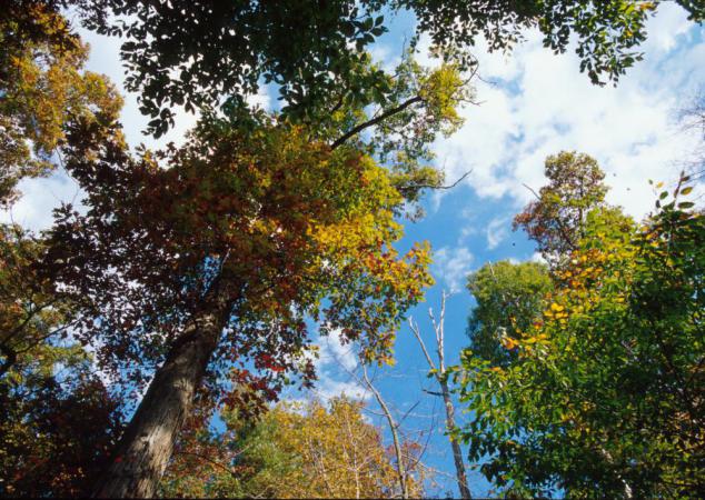 looking up at trees from an angle