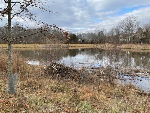 Image of a beaver shelter along a pond. 