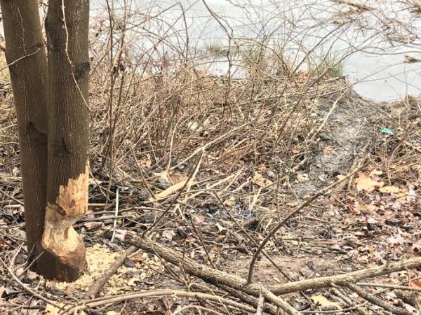 Image of a tree that has a section missing at the bottom from a beaver chewing on it. 
