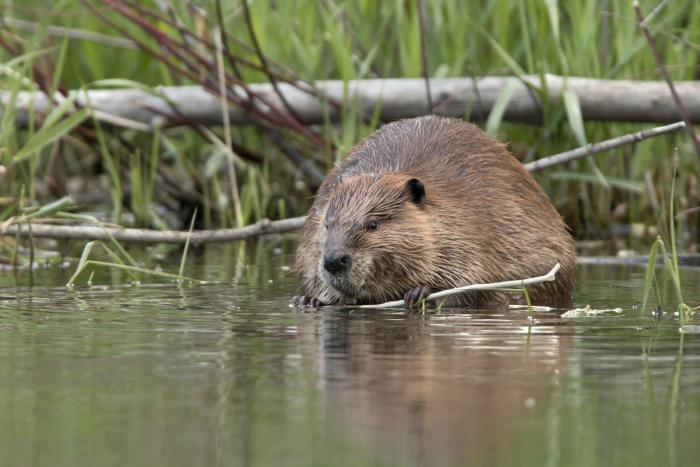 Image of a beaver on a log in the water with tall green grass surrounding him.