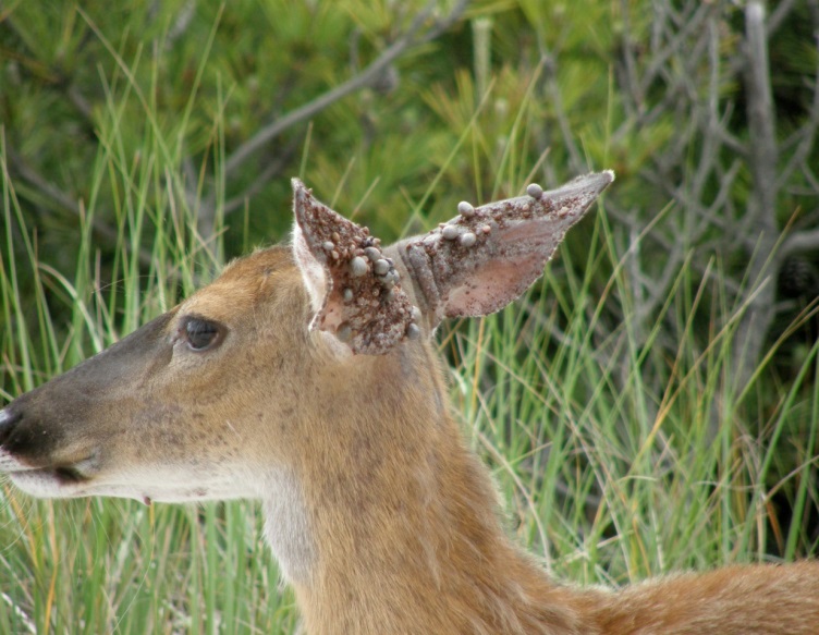 deer ears