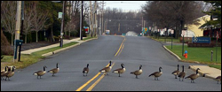 Geese Crossing Road