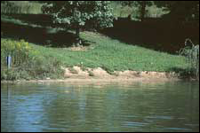 Goose Damage