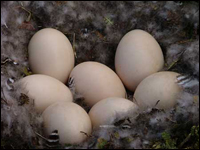 Geese Eggs