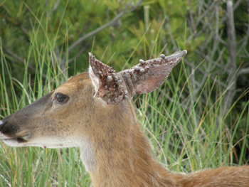 Deer with Ticks