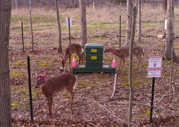 Pink Deer