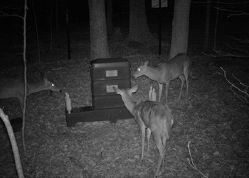 Deer at 4 Poster Station