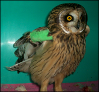 Owl with cast