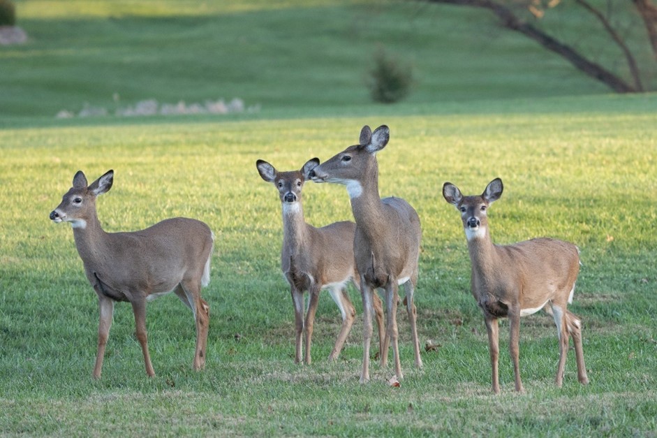 Image of a deer herd in a grassy field